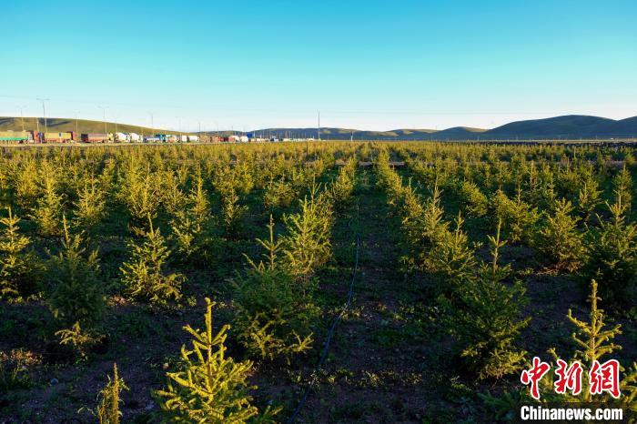 圖為科技團隊在海拔4500米的西藏那曲種出“小森林”，其中超過7成成功越過5個冬天。　江飛波 攝