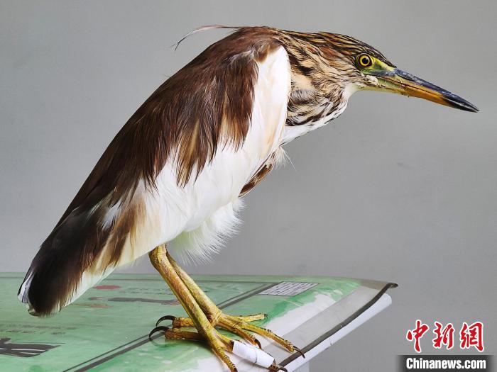 圖為被救助的國家一級重點保護動物池鷺。　柳澤田 攝