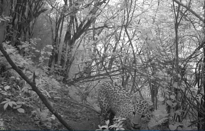 金錢豹首次現身陜西平河梁國家級自然保護區