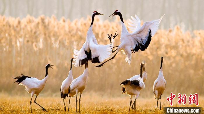 江蘇鹽城黃海濕地上的丹頂鶴。　鹽城市委宣傳部供圖