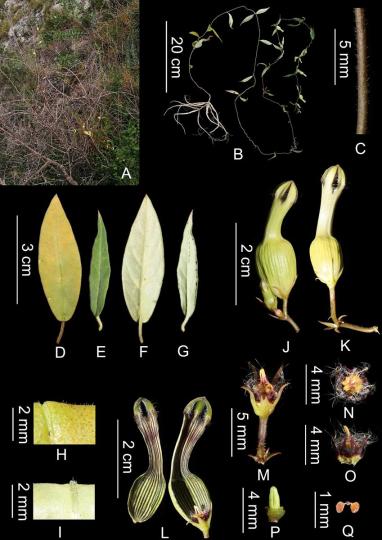 云南發現一植物新種綠汁江吊燈花已極度瀕危