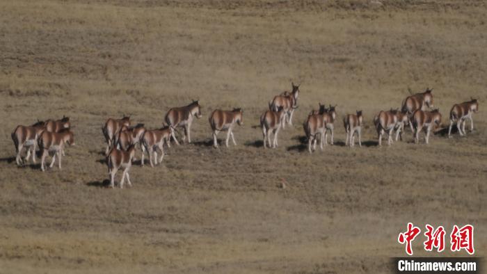 圖為草地上的西藏野驢。　安維斌 攝