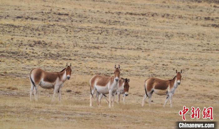 圖為草地上的西藏野驢。　安維斌 攝