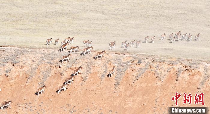 圖為西藏野驢奔跑在山間?！∥溲┓?攝