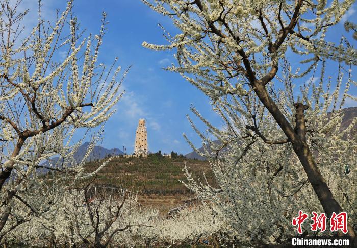 潔白的李花與碉樓交相輝映，勾勒出一幅美麗的和諧生態畫卷?！『吻搴?攝