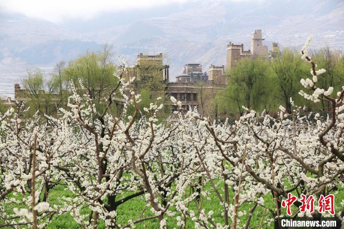 潔白的李花與村寨交相輝映，勾勒出一幅美麗的和諧生態畫卷。　何清海 攝