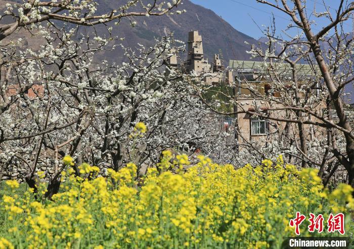 潔白的李花與村寨交相輝映，勾勒出一幅美麗的和諧生態畫卷。　何清海 攝