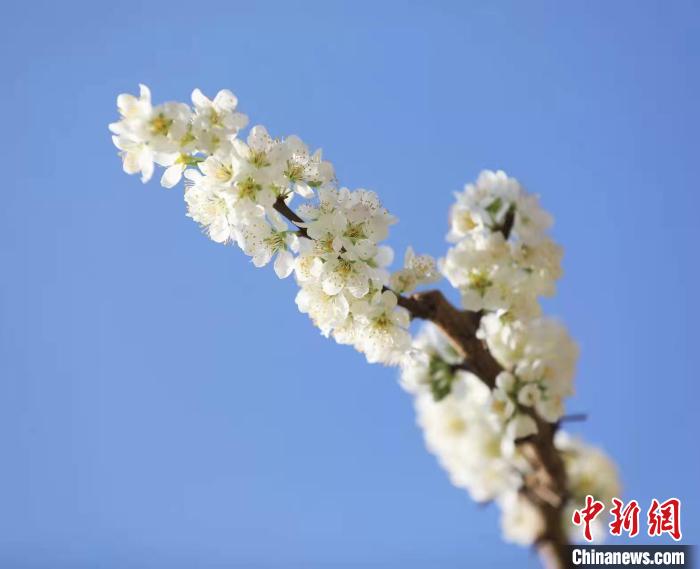 李花盛開。　何清海 攝