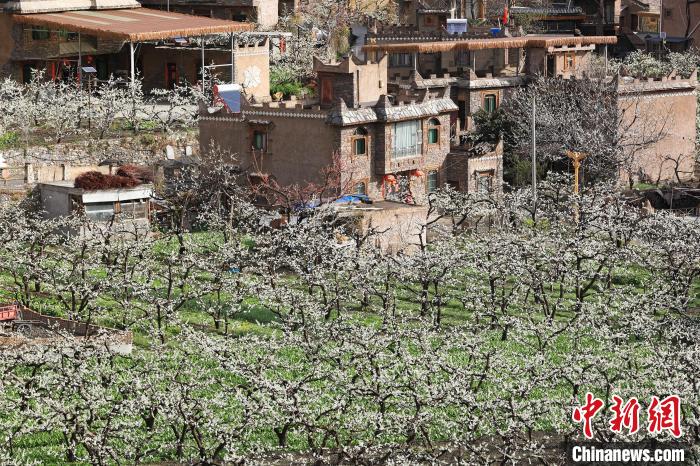 潔白的李花與村寨交相輝映，勾勒出一幅美麗的和諧生態畫卷?！『吻搴?攝
