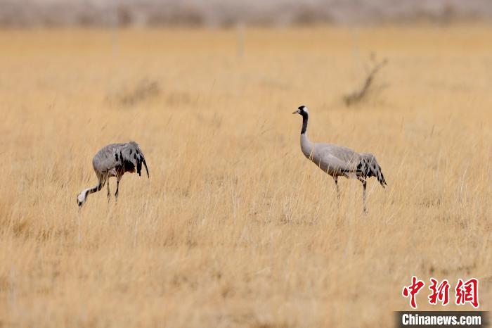 圖為灰鶴在青海海西蒙古族藏族自治州都蘭縣巴隆地區(qū)“閑庭漫步”。　 松太加 攝