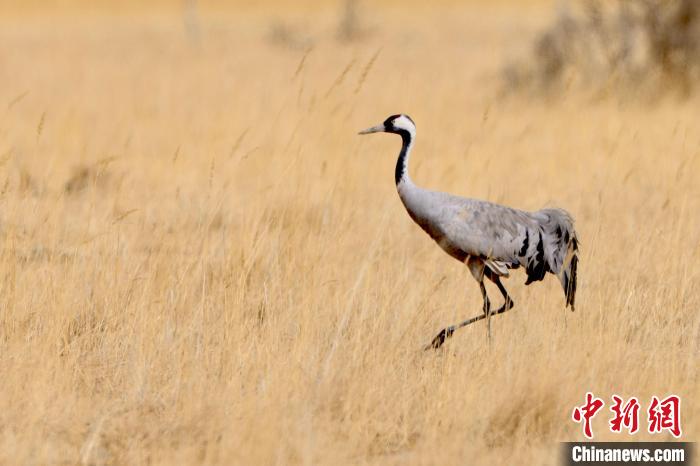 圖為灰鶴在青海海西蒙古族藏族自治州都蘭縣巴隆地區(qū)“閑庭漫步”。　 松太加 攝