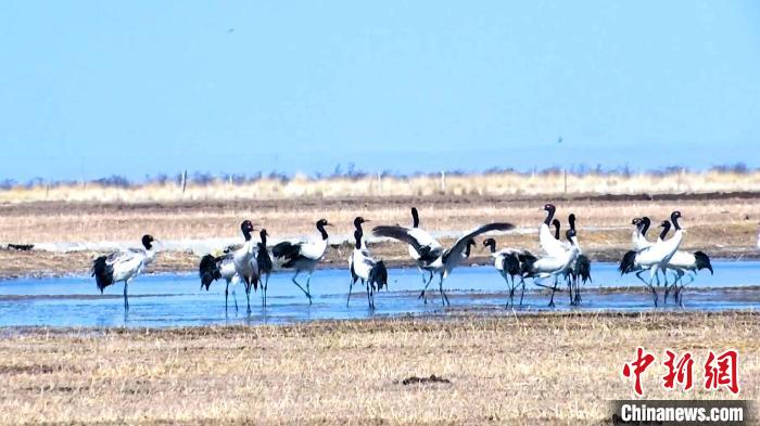 圖為成群的黑頸鶴“翩翩起舞”。　當智 攝