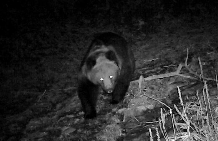 青?；ブ鄙?0年來首次發(fā)現(xiàn)棕熊活動軌跡