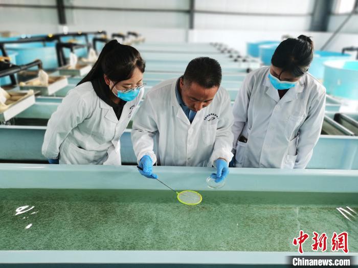 圖為工作人員檢查魚苗?！?zhí)砀?攝