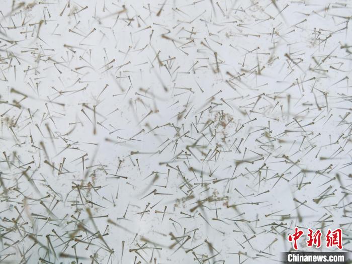 圖為魚苗。　張?zhí)砀?攝