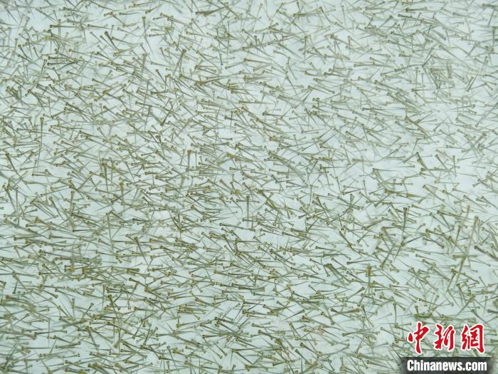 圖為密集培育的魚苗?！?zhí)砀?攝