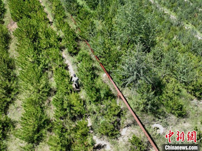 航拍建行青海省分行綠化區(qū)施工隊隊長盧占祥正在巡護綠化區(qū)。 祁增蓓 攝