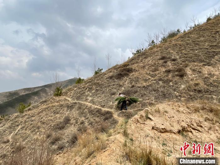 資料圖為建行青海省分行綠化區(qū)施工隊隊員人工運樹苗。 建行青海省分行供圖