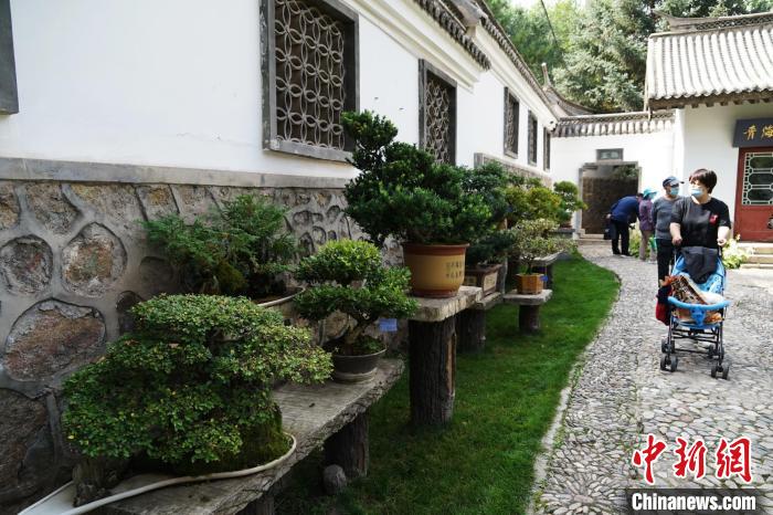 圖為市民在西寧園林植物園內觀賞盆景。　馬銘言 攝