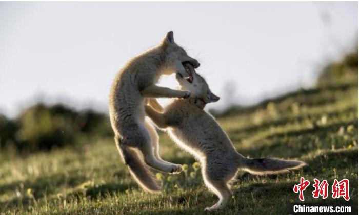 圖為郝進芳的作品《難分勝負》?！∏嗪Ｊ∑钸B山自然保護協會供圖