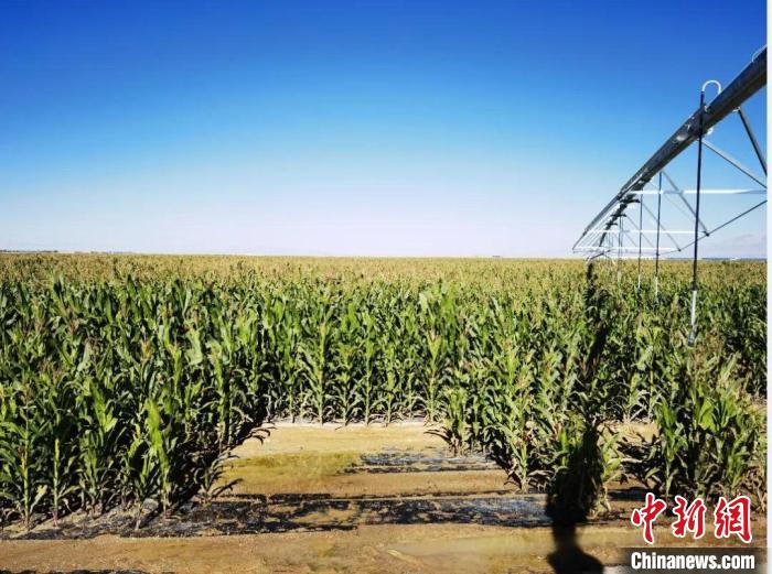 青?！凹Z改飼”項目收儲飼草44萬余噸