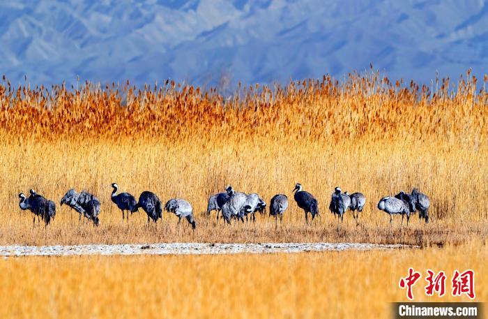 圖為可魯克湖野生水鳥覓食。　德令哈市委宣傳部供圖