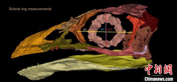 熱河鳥STM3-8化石標本的鞏膜環(huán)復(fù)原及測量示意圖。　胡晗 供圖