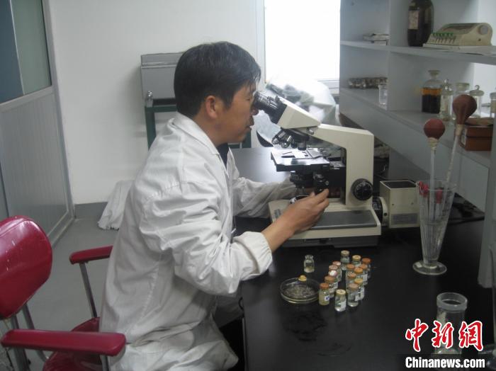 資料圖為研究團(tuán)隊(duì)進(jìn)行實(shí)驗(yàn)室寄生蟲分類鑒定?！?青海省畜牧獸醫(yī)科學(xué)院供圖