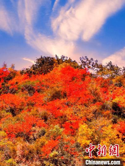 萬源深秋紅葉似火。　朱平安 　攝