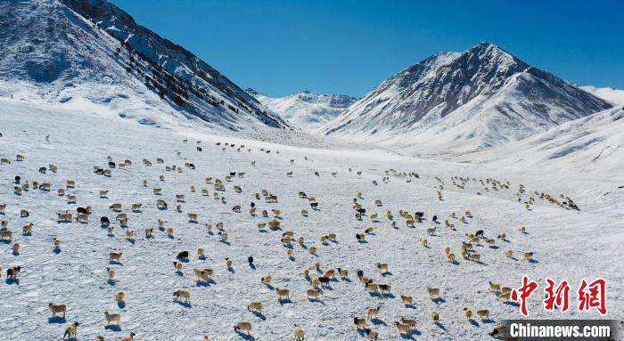 圖為羊群在雪地里覓食。　都蘭縣融媒體中心供圖