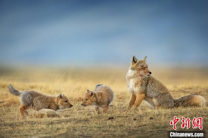 圖為焦生福的作品《居安思危》。　青海省祁連山自然保護(hù)協(xié)會(huì)供圖