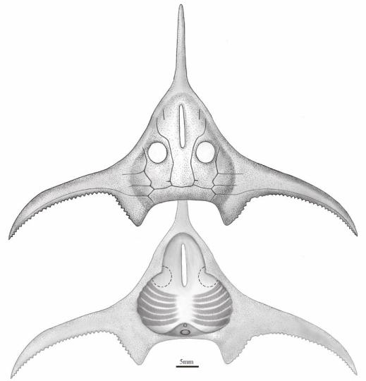玉海翼角魚復原圖。　郭肖聰 繪圖 攝