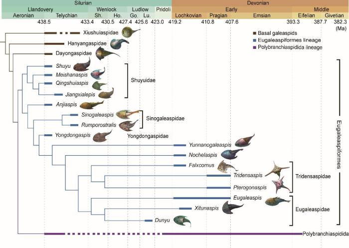 盔甲魚類的系統發育關系及地史分布。　中科院古脊椎所 供圖