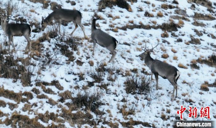 圖為巖羊和馬鹿集體覓食?！《继m縣融媒體中心 供圖
