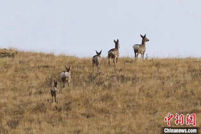 圖為狍鹿在山間漫步。 才項南加 攝