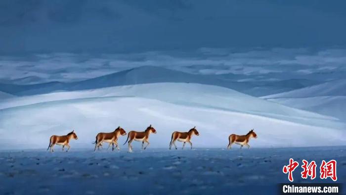 青海3名攝影師榮獲中國自然攝影界“奧斯卡”大獎