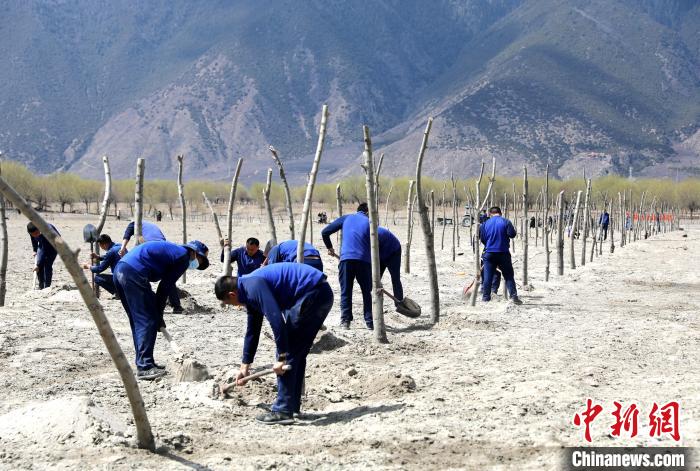 林芝市巴宜區(qū)森林消防中隊(duì)志愿服務(wù)隊(duì)熱火朝天的植樹(shù)現(xiàn)場(chǎng)。　西繞拉翁 攝