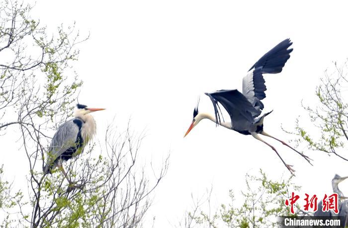 四川成都:蒼鷺在濕地公園覓食嬉戲
