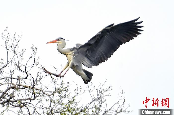 蒼鷺在覓食嬉戲。 安源 攝