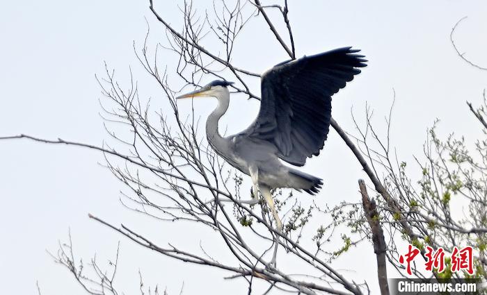 蒼鷺在覓食嬉戲。 安源 攝