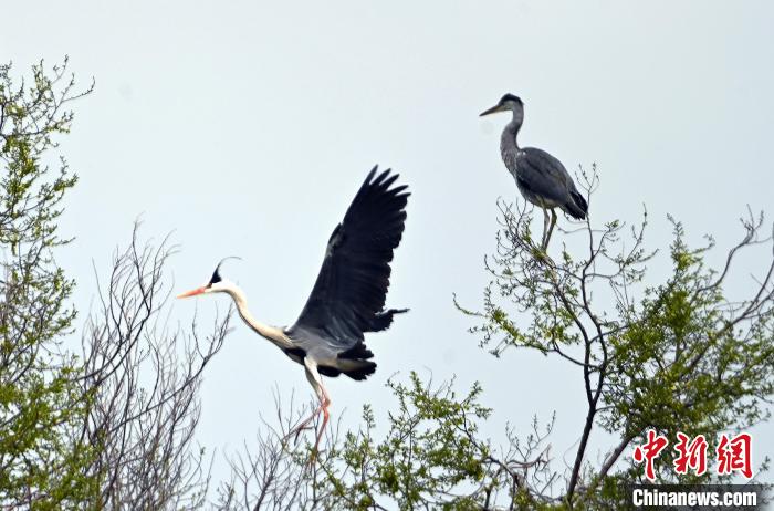 蒼鷺在覓食嬉戲。 安源 攝
