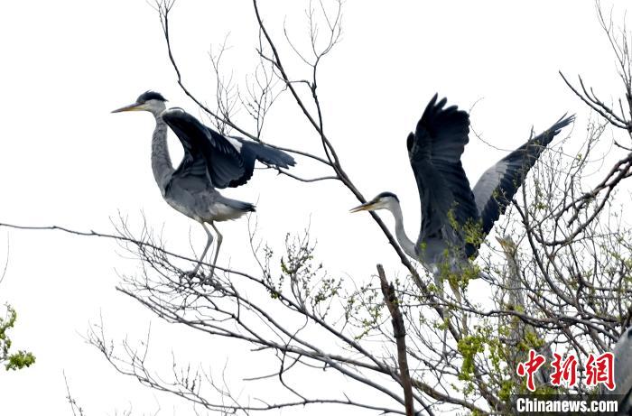 蒼鷺在覓食嬉戲。 安源 攝