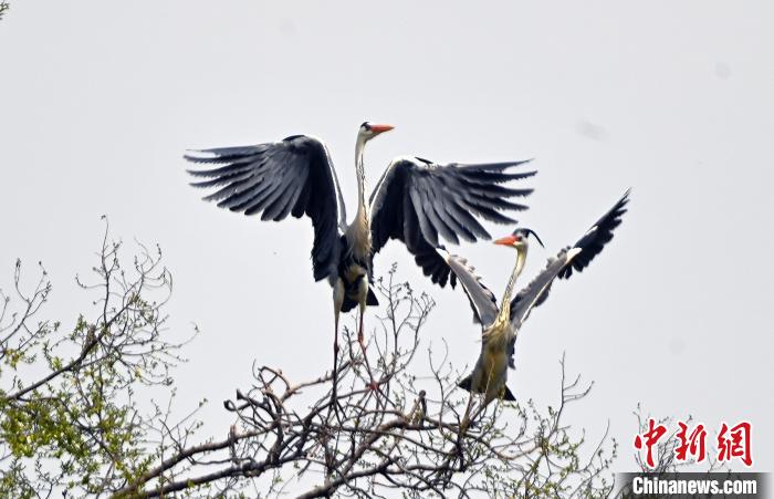 蒼鷺在覓食嬉戲。 安源 攝