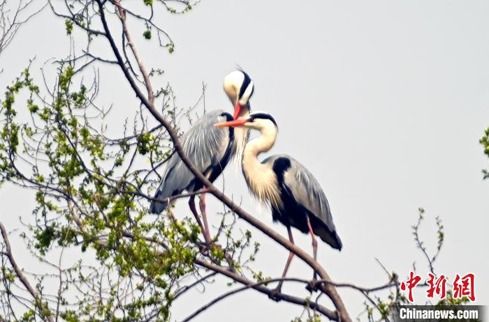蒼鷺在覓食嬉戲。 安源 攝