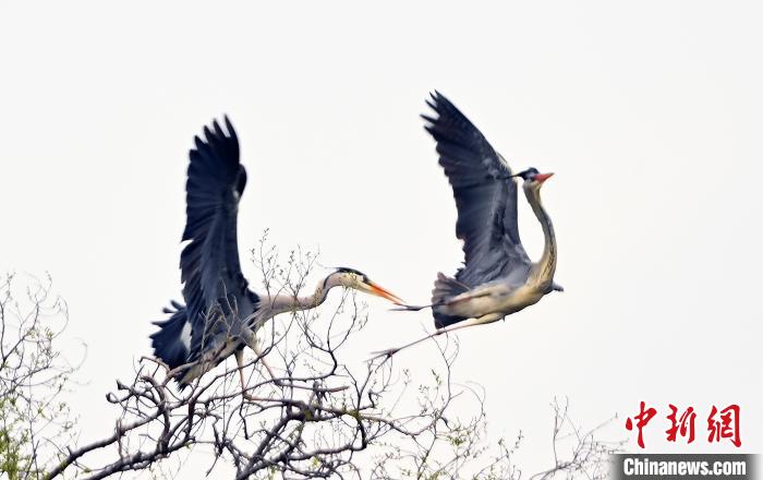 蒼鷺在覓食嬉戲。 安源 攝