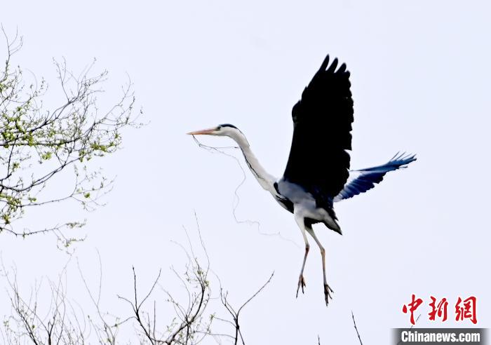 蒼鷺在覓食嬉戲。 安源 攝