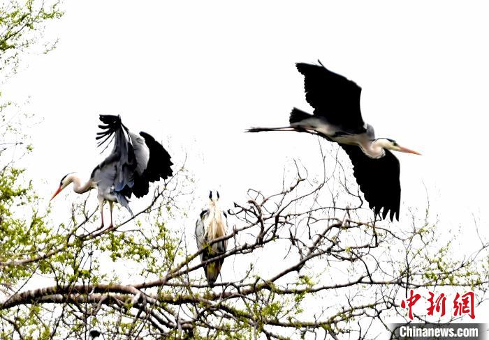 蒼鷺在覓食嬉戲。 安源 攝
