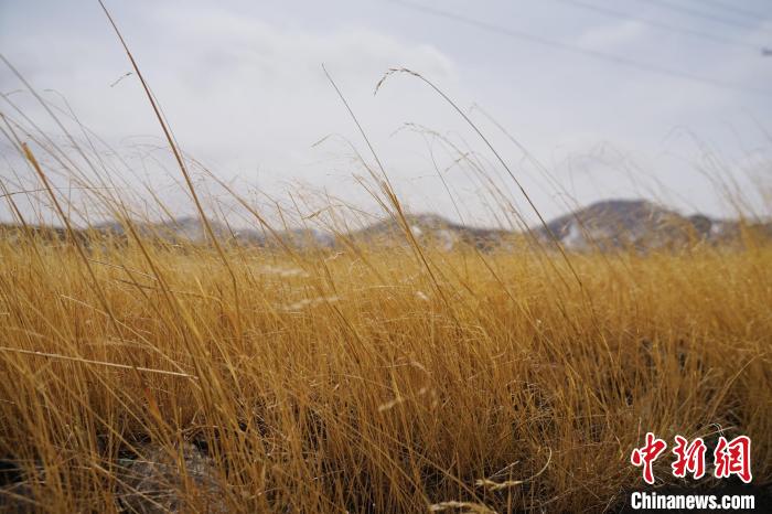 圖為青海省海西蒙古族藏族自治州天峻縣木里礦區(qū)草木茂盛。　馬銘言 攝