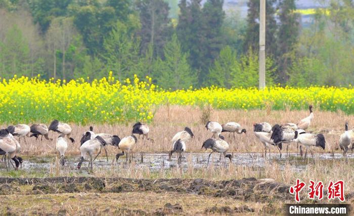 休息補(bǔ)給。　天全縣融媒體中心 供圖