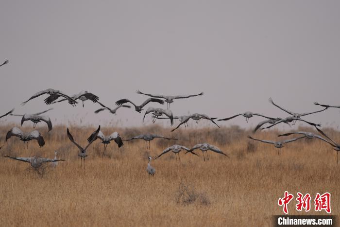 青海都蘭成群灰鶴匯集，場面壯觀